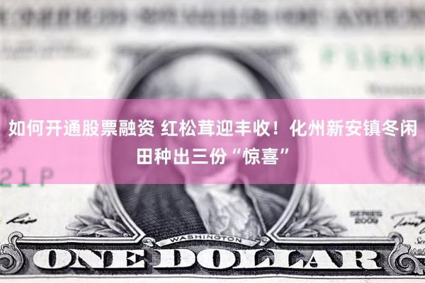 如何开通股票融资 红松茸迎丰收！化州新安镇冬闲田种出三份“惊喜”
