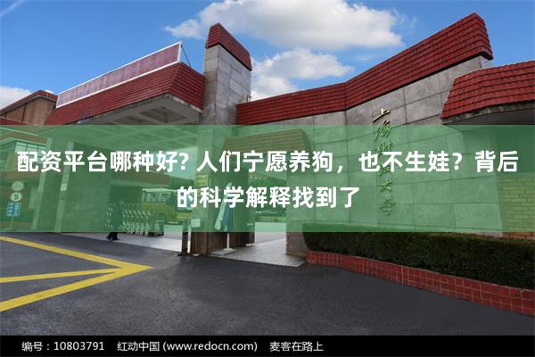 配资平台哪种好? 人们宁愿养狗，也不生娃？背后的科学解释找到了