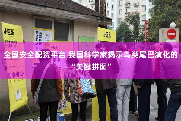 全国安全配资平台 我国科学家揭示鸟类尾巴演化的“关键拼图”