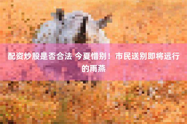 配资炒股是否合法 今夏惜别!市民送别即将远行的雨燕