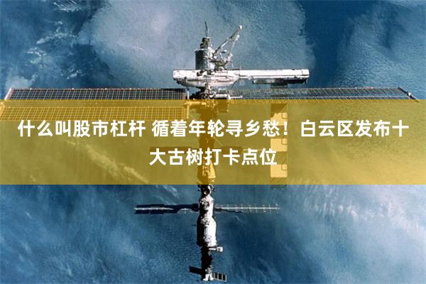 什么叫股市杠杆 循着年轮寻乡愁！白云区发布十大古树打卡点位